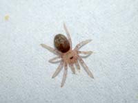 Psalmopoeus cambridgei Larve