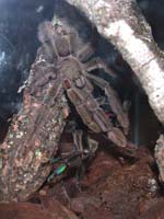 Psalmopoeus cambridgei Verpaarung 08.06.2003