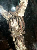 P. cambridgei Verpaarung