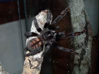 Adultes Psalmopoeus irminia Weibchen