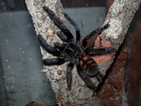 Adultes Psalmopoeus irminia Weibchen