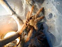 Adultes Psalmopoeus pulcher Weibchen