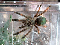 Junge Psalmopoeus reduncus