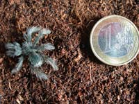 Theraphosa blondi 1te Fresshaut