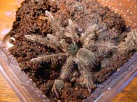 Theraphosa blondi 4te Fresshaut