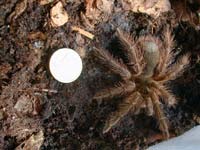 >Theraphosa blondi 7te FH - 1 Jahr alt