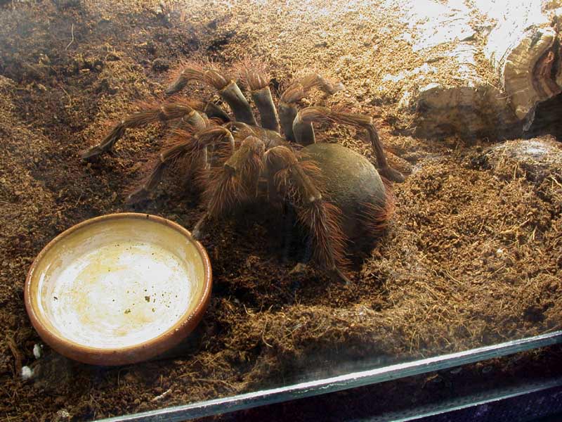 [Theraphosa blondi - Bilder - Lebensraum - Haltung im Terrarium - Zucht - Theraphosa blondi]