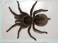 Tote Theraphosa blondi auf Millimeterpapier - Die größte Spinne der Welt
