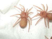 Theraphosa blondi Larven