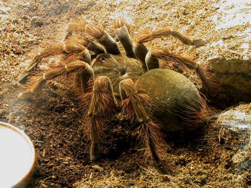 [Theraphosa blondi - Bilder - Lebensraum - Haltung im Terrarium - Zucht - Theraphosa blondi]