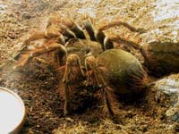 Theraphosa blondi