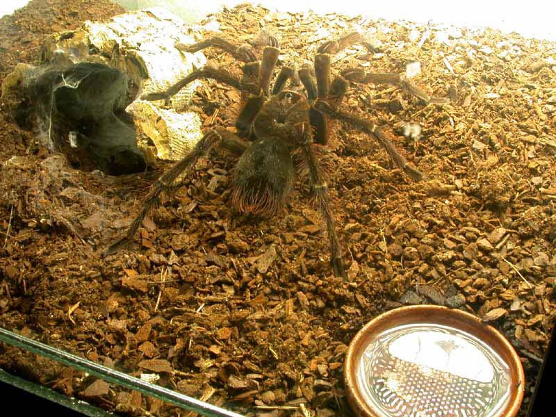 [Theraphosa blondi - Bilder - Lebensraum - Haltung im Terrarium - Zucht - Theraphosa blondi]