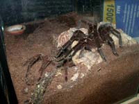 Theraphosa blondi Verpaarung