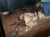 Theraphosa blondi Verpaarung