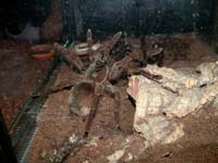 Theraphosa blondi Verpaarung