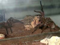 Theraphosa blondi Verpaarung