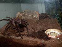 Theraphosa blondi Verpaarung