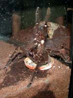 Theraphosa blondi Verpaarung